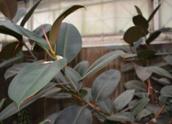 橡皮樹(shù)葉子下垂怎么辦，四種原因以及解決辦法"