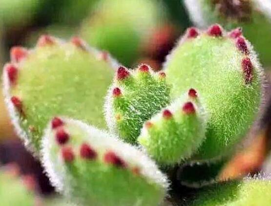 熊童子開花會死嗎，不會/適當(dāng)遮陰、及時(shí)降溫"