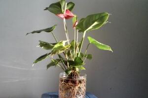 萬年青可以水養(yǎng)嗎，水培萬年青的養(yǎng)殖方法和注意事項(xiàng)"