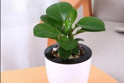 碧玉根部發(fā)黑怎么處理，立即清除并換土養(yǎng)殖"