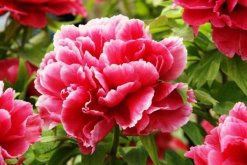 牡丹花的寓意和花語，富貴吉祥"