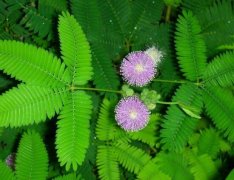 含羞草長(zhǎng)什么樣子，含羞草的特點(diǎn)是什么"