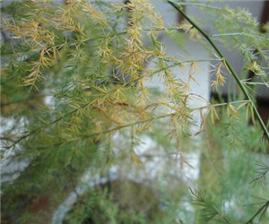 文竹幾天澆一次水"