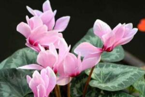 家庭養(yǎng)殖仙客來(lái)有什么好處，裝飾家居改善好心情"