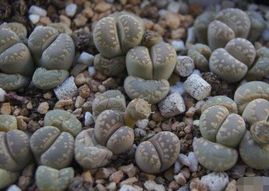 生石花怎么養(yǎng)護，做好五點生長美觀茂盛"