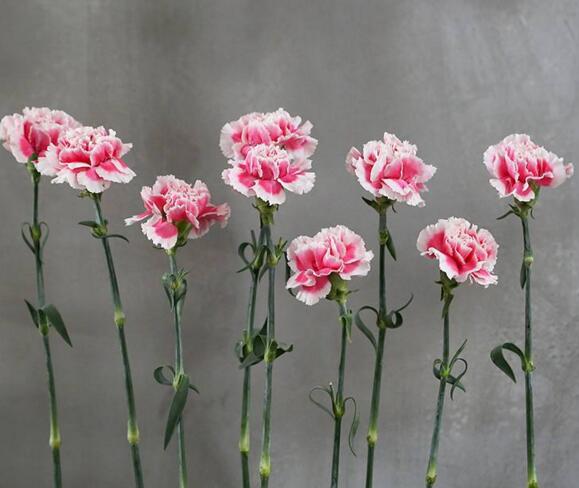 康乃馨怎么摘心，分一次和兩次進(jìn)行"