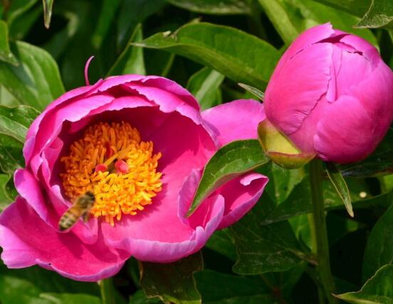 芍藥花籽幾月成熟，每年八月份時(shí)期(果實(shí)開(kāi)裂)