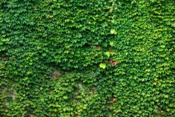 常春藤黃葉子怎么辦，四種原因以及解決方法"