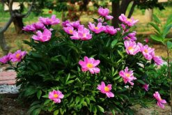 芍藥花的功效與作用，觀賞、藥用以及食用價值"