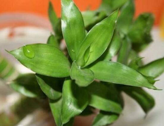 富貴竹葉子發(fā)黃怎么辦，四種原因以及解決辦法"