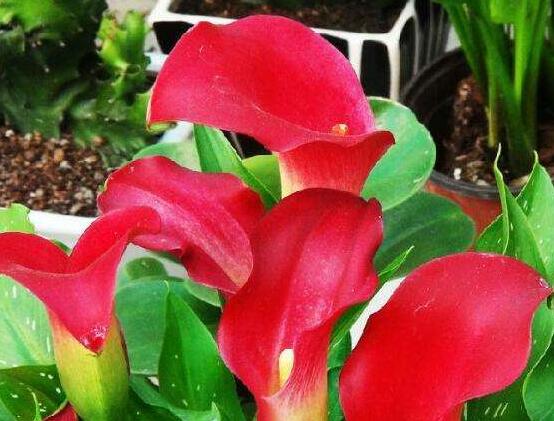 荷蘭馬蹄蓮的養(yǎng)殖方法，做好六個(gè)要點(diǎn)生長(zhǎng)碧綠宜人"