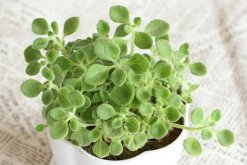 碰碰香有毒嗎，無毒但部分人對香味過敏"