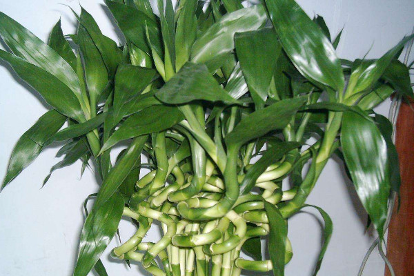 富貴竹葉子發(fā)黃加醋可以嗎，會(huì)導(dǎo)致黃葉更嚴(yán)重"