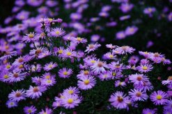 荷蘭菊的養(yǎng)殖方法，做好以下4點是關(guān)鍵"