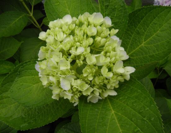 繡球花插花養(yǎng)護(hù)，教你四點(diǎn)有效養(yǎng)護(hù)措施(水養(yǎng)爆盆)"