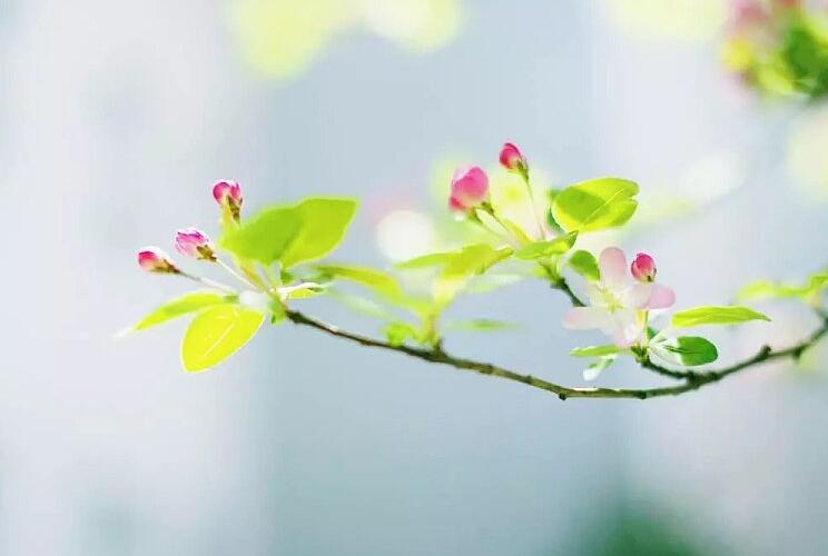 海棠花怎么養(yǎng)護，要從選盆和選土入手"