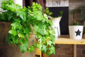 常春藤有哪些品種，常春藤品種圖片大全"