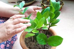 金錢樹四季管理方法"