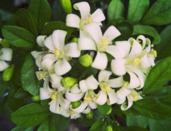 九里香多大開(kāi)花，幼苗開(kāi)花需3-4年/成株年年開(kāi)花