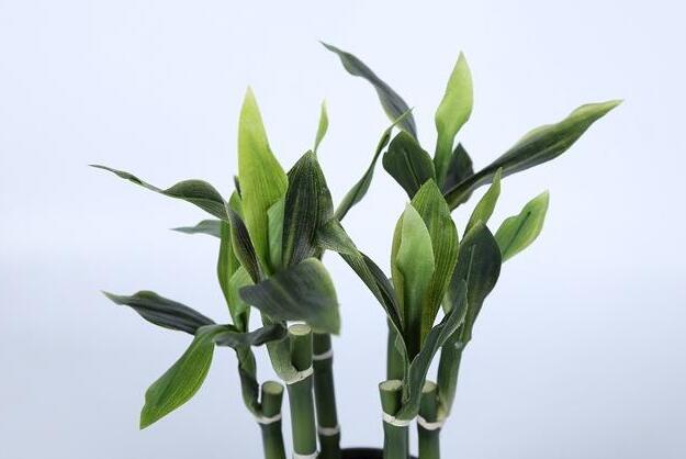 水養(yǎng)富貴竹怎么養(yǎng)，溫度合適/勤施肥最關(guān)鍵"