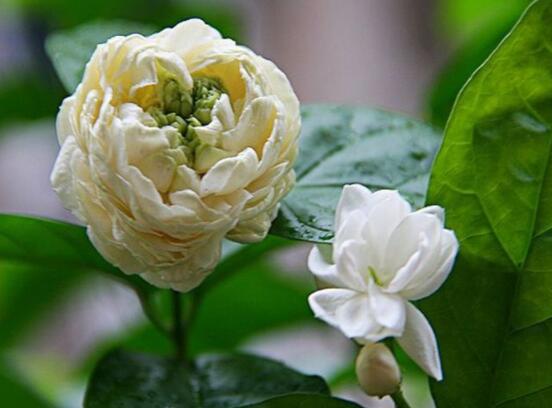 虎頭茉莉怎么養(yǎng)，做好六個養(yǎng)殖步驟即可花開爆盆"