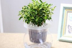 六月雪放水里會生根嗎，可以生根但需要更加細心的養(yǎng)護"