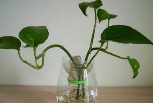 綠蘿水培方法，要選擇帶有氣根的莖枝"