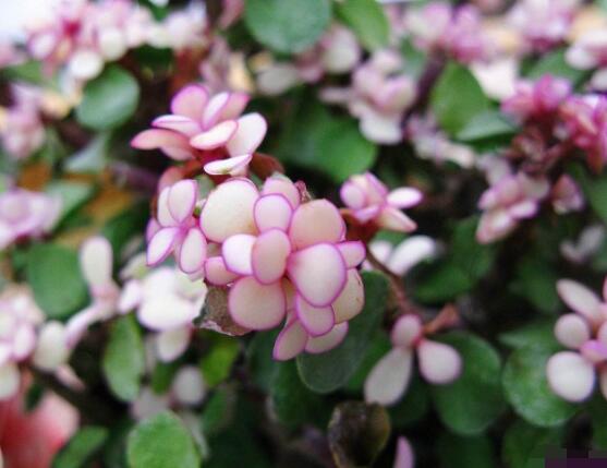 多肉植物雅樂之舞怎么養(yǎng)，注意五個(gè)要點(diǎn)一年四季常青"