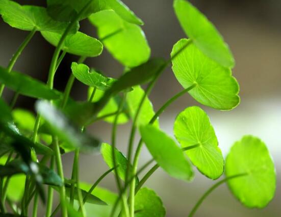 銅錢(qián)草怎么繁殖，盤(pán)點(diǎn)銅錢(qián)草三種繁殖方法(扦插/分株/播種)"