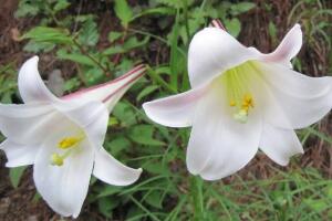 百合花為什么根爛，百合花爛根怎么辦/修根重新栽培"