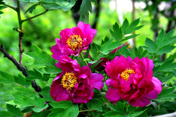 牡丹花如何種植，在8~10月份繁殖栽種"