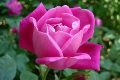 月季花冬季要怎么養(yǎng)，安全過(guò)冬的5大要點(diǎn)"