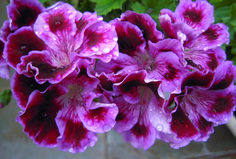 天竺葵夏季養(yǎng)殖方法，補(bǔ)充能量是關(guān)鍵"