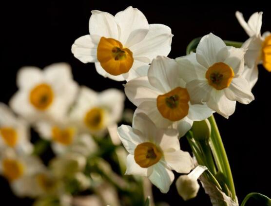 水仙花的葉子有毒嗎，誤食導致嘔吐、腹痛(全株有毒)"