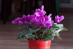 仙客來夏季不休眠法，控制好光照以及溫度"