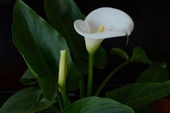 馬蹄蓮花語(yǔ)大全，介紹不同顏色的馬蹄蓮花語(yǔ)"