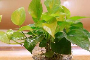 綠蘿發(fā)黃是什么原因，綠蘿葉子發(fā)黃怎么辦"