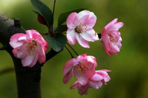 海棠花花語是什么，海棠花為什么叫斷腸花"