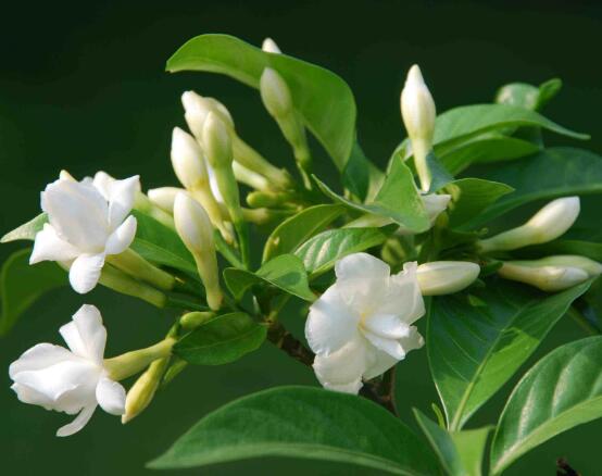 茉莉花的常見品種，欣賞最好看的六大品種"