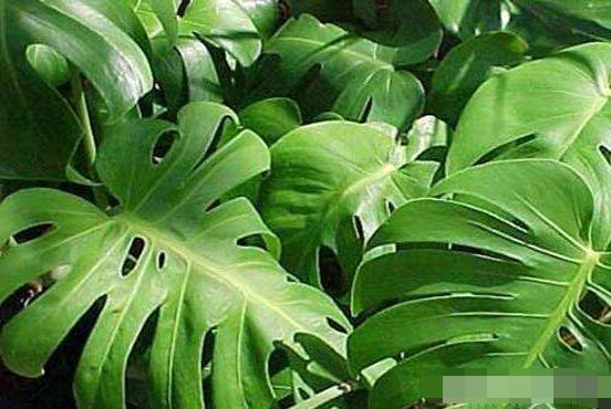 龜背竹什么時(shí)候開花，龜背竹養(yǎng)殖5-6年才可開花"