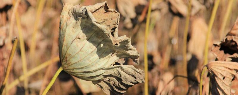 花干了澆水還能活嗎"