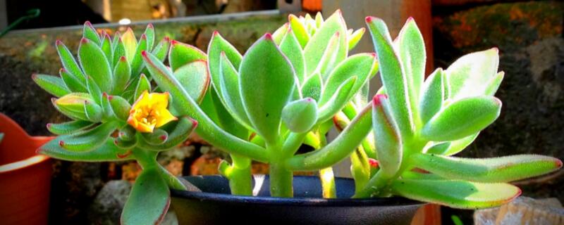 多肉氣根是什么意思"