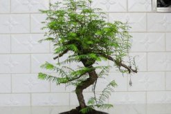 水杉怎么養(yǎng)，保證光照充足并控制好環(huán)境溫度"