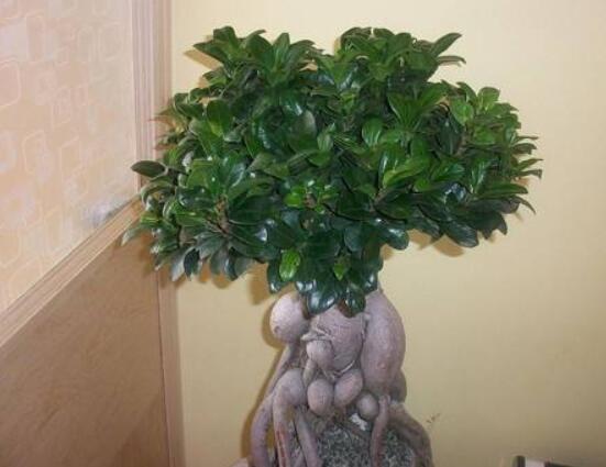 榕樹盆景為什么掉葉，四種原因以及解決辦法"