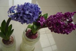 風信子的繁殖方法，分球繁殖以及播種繁殖詳解"