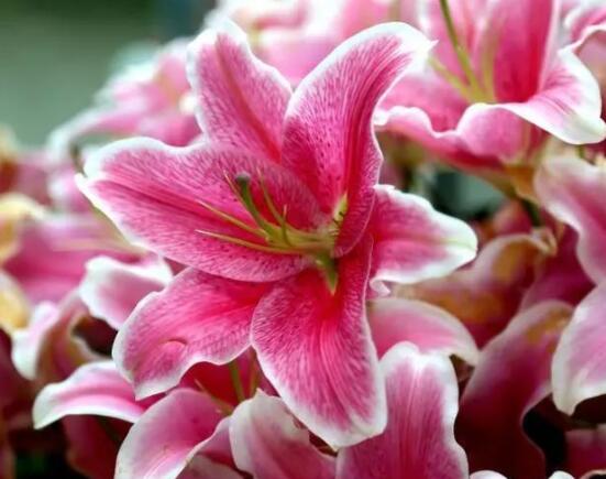 百合花養(yǎng)水里能活多久，做好五個要點可存活百日以上"