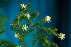 文竹開花有什么兆頭，象征著永恒"