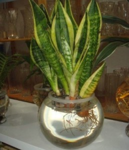 虎皮蘭能水培嗎，怎樣水培虎皮蘭"