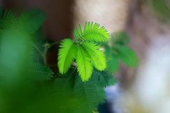 含羞草觸碰有毒嗎，導(dǎo)致人體脫發(fā)、孕婦流產(chǎn)"