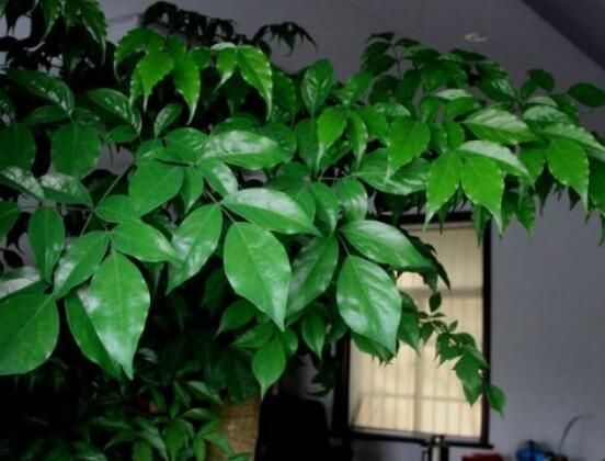平安樹(shù)適合放客廳嗎，凈化空氣、招財(cái)生旺"